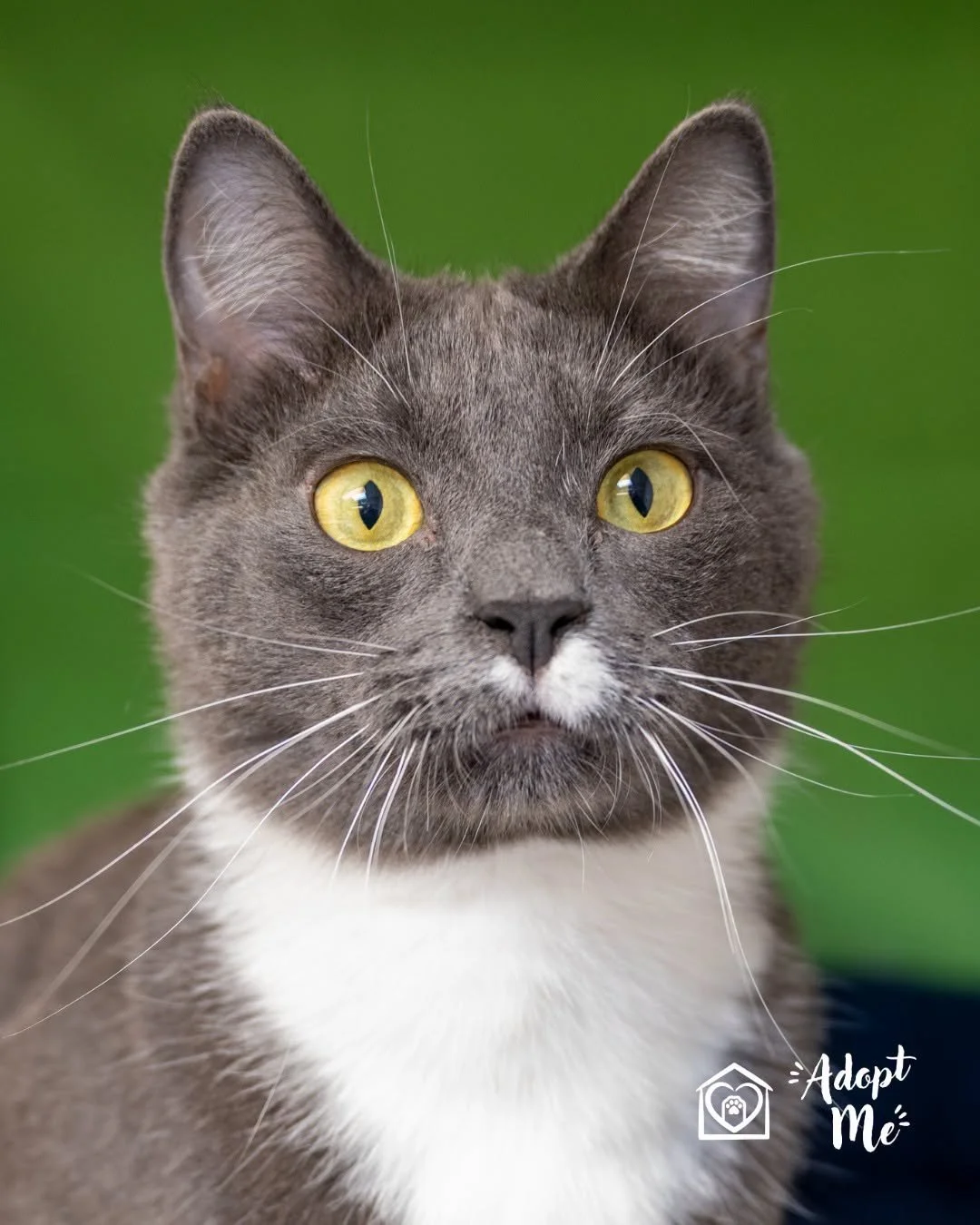 Close-up of a gray and white cat with yellow eyes, looking directly at the camera, with a green background and 'Adopt Me' logo in the bottom right corner.