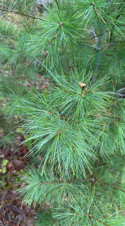 White Pine Transplant