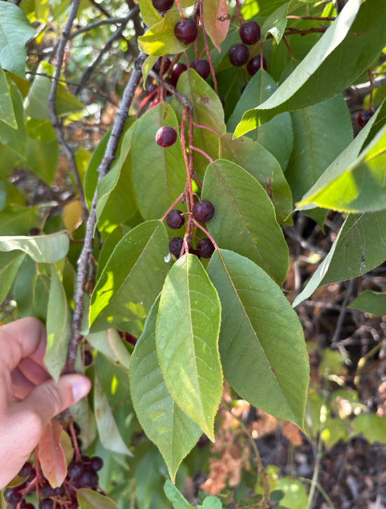 Screenshot 2025-12-19 145508.png