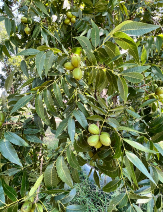 Northern Pecan
