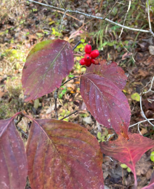 Screenshot 2025-12-20 160728.png