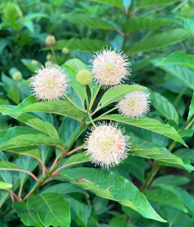 Buttonbush