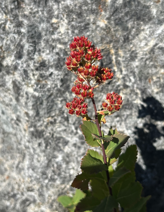 Screenshot 2025-12-31 113252.png