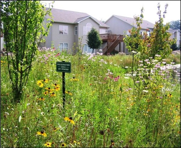 Michigan Wildflower Mix