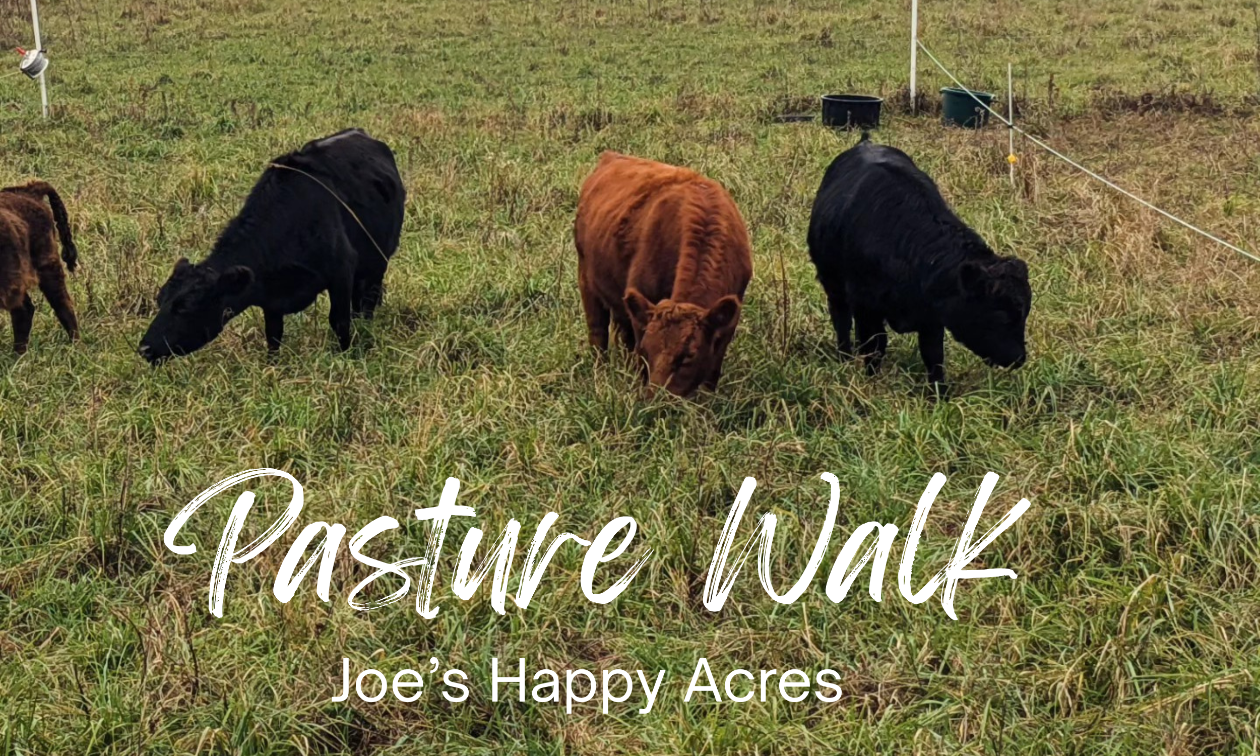 Pasture Walk with Joe Hetrick