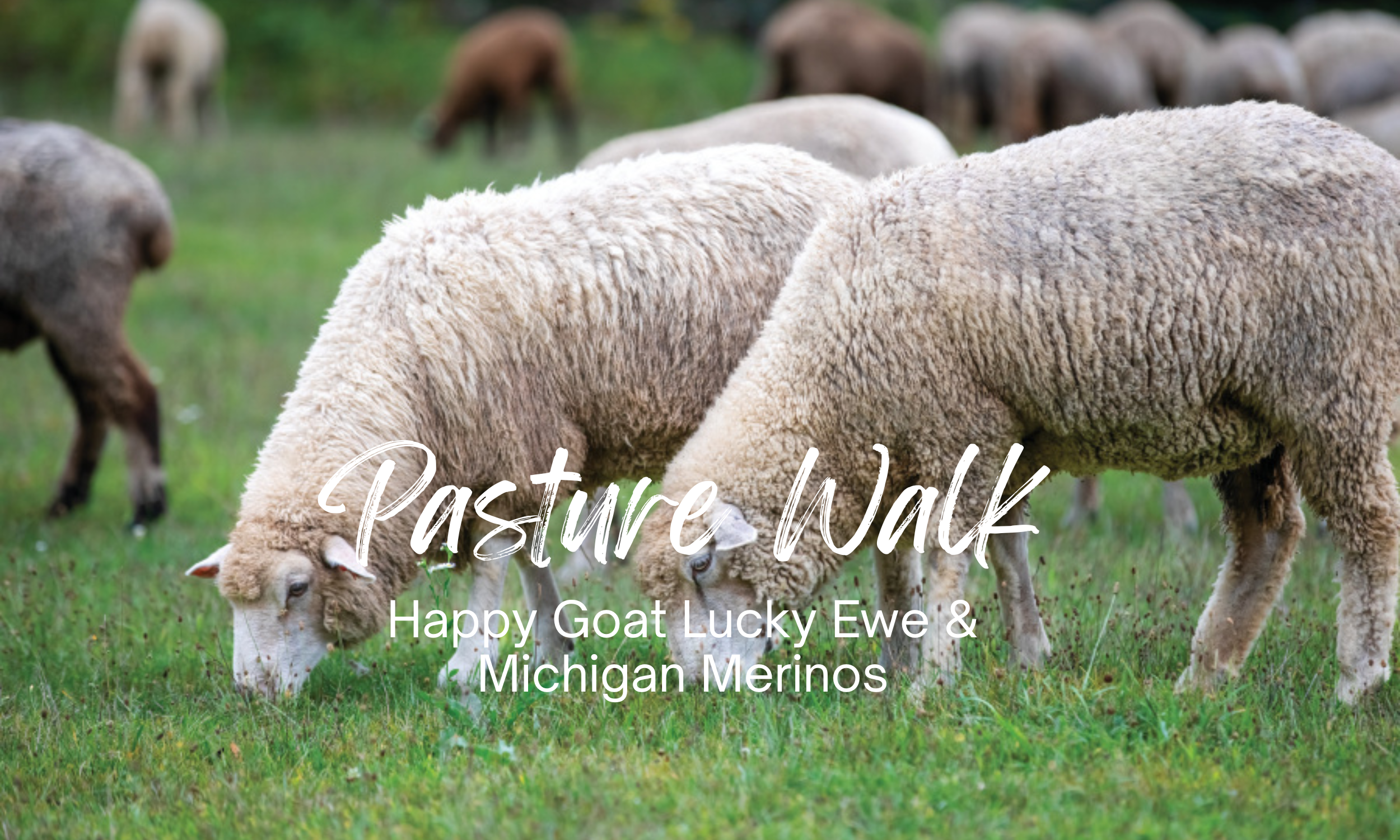 Pasture Walk with Bridget Kavanagh