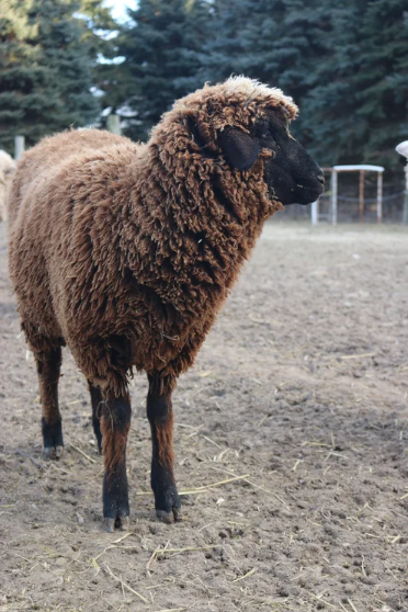 Screenshot 2026-02-24 132019.png