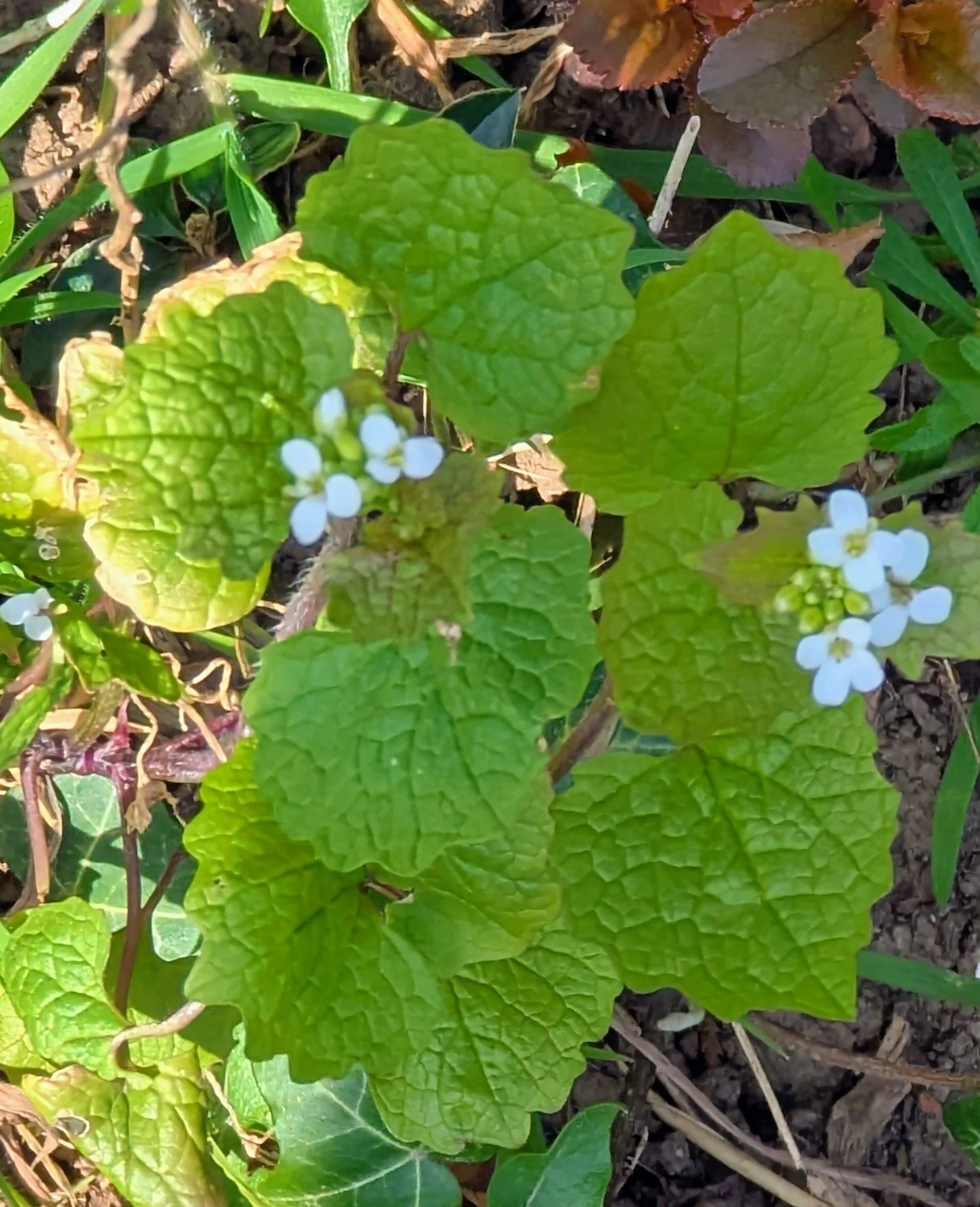 1st - Community Invasive Species Pull