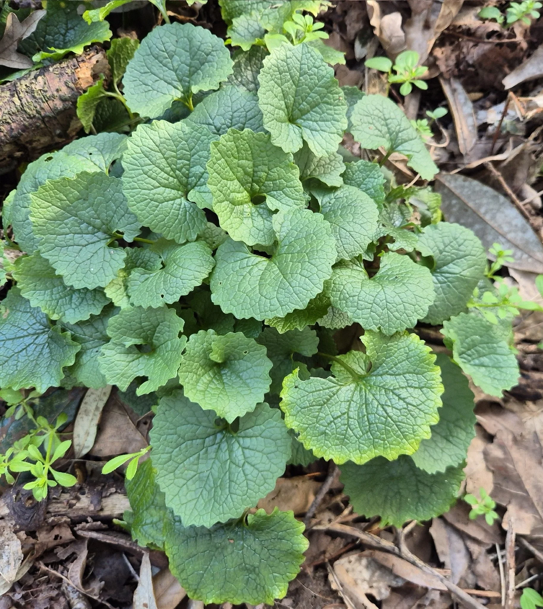 2nd - Community Invasive Species Pull