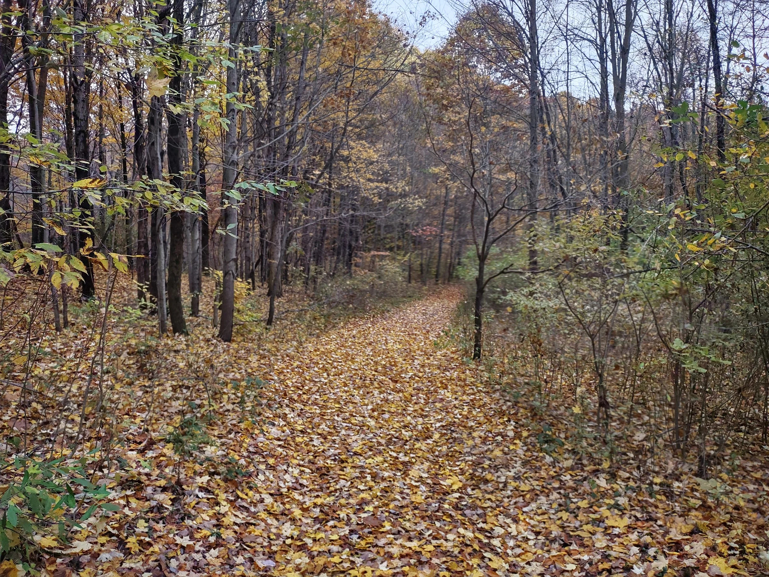 Forest Landowners - Qualified Forest Program Info Session