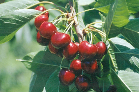 Santina Sweet Cherry