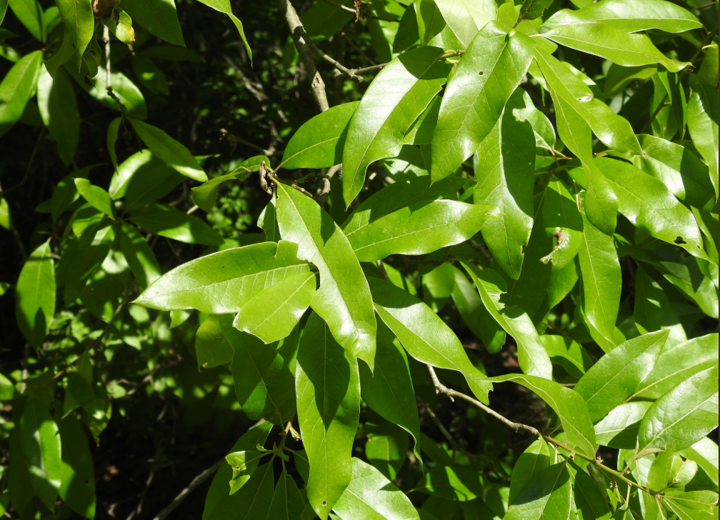 Screenshot 2025-12-19 163631.png