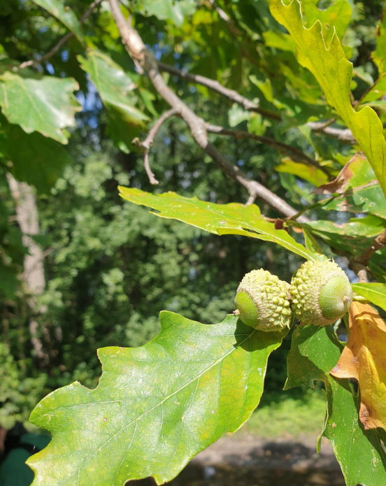 Screenshot 2025-12-20 155535.png