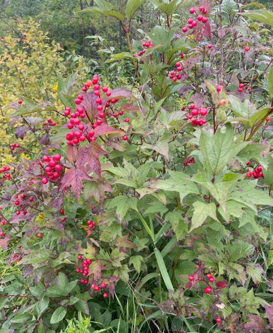 Screenshot 2025-12-31 112845.png