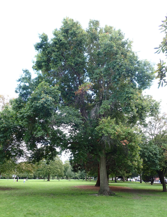 Screenshot 2025-12-19 155548.png