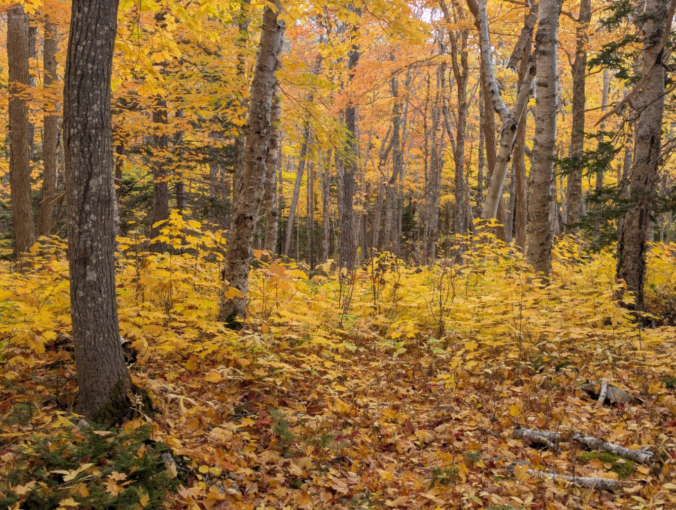 Screenshot 2025-12-19 173518.png