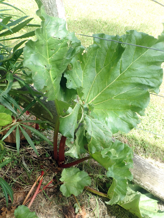 Rhubarb - Victoria