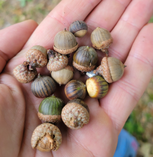 Screenshot 2025-12-19 155955.png