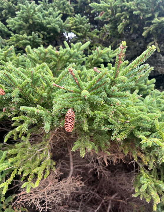 White Spruce Seedlings