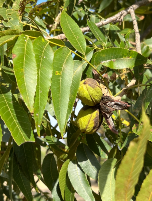 Screenshot 2026-01-02 124822.png