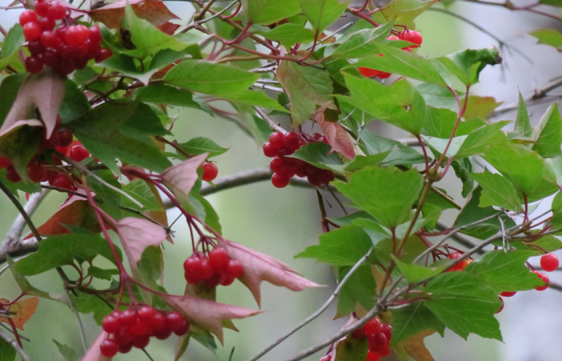 Screenshot 2025-12-31 112904.png