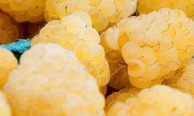 Yellow Raspberries - Anne