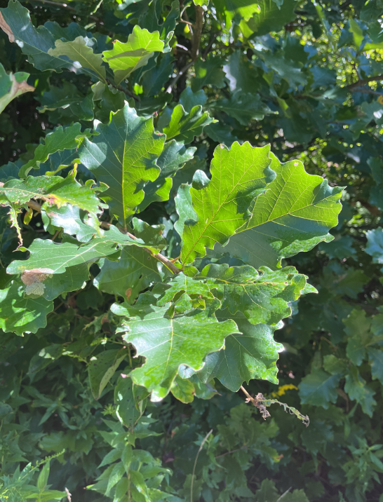 Screenshot 2025-12-20 155410.png