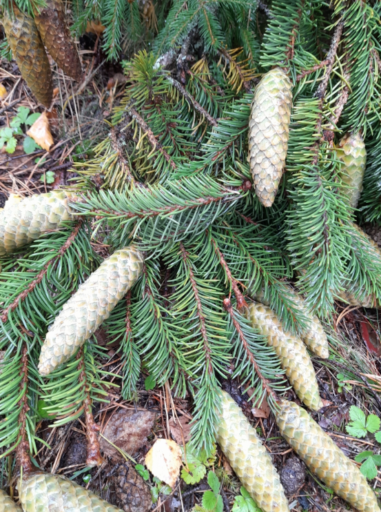 Norway Spruce Transplant
