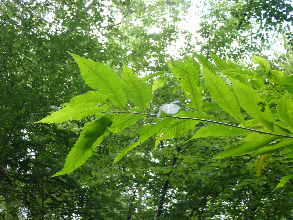 American Chestnut