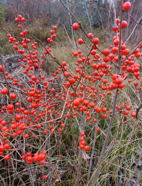 Screenshot 2025-12-31 114810.png