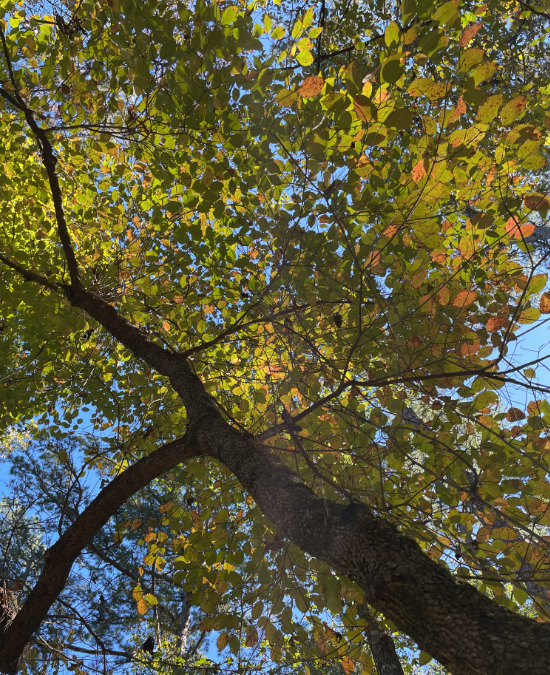 Screenshot 2025-12-20 160249.png