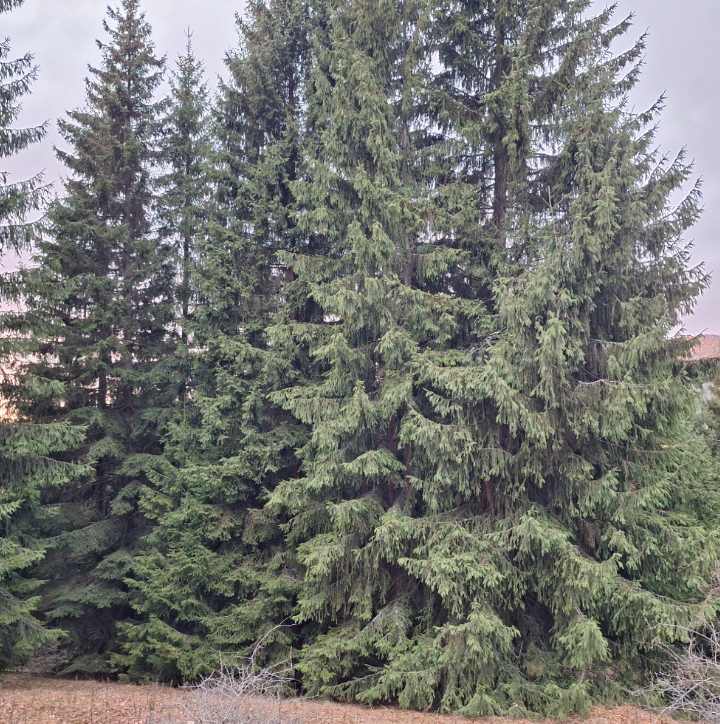 Norway Spruce Seedlings