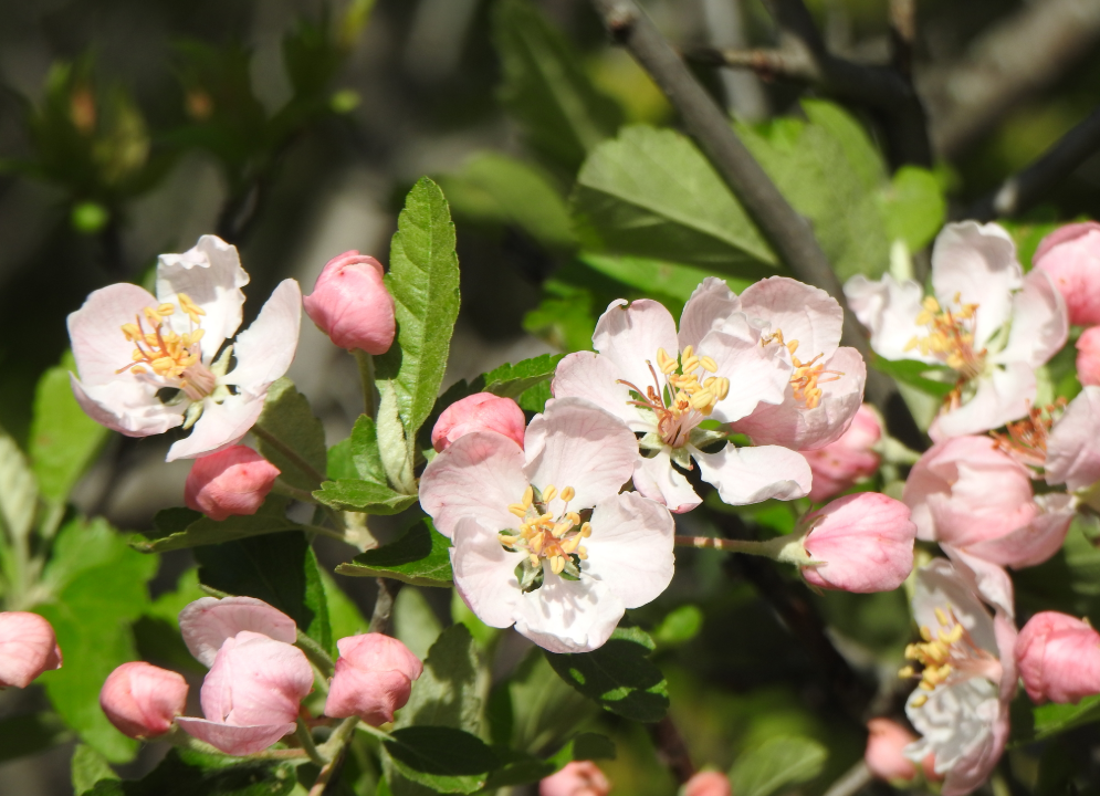 Prairie Crabapple