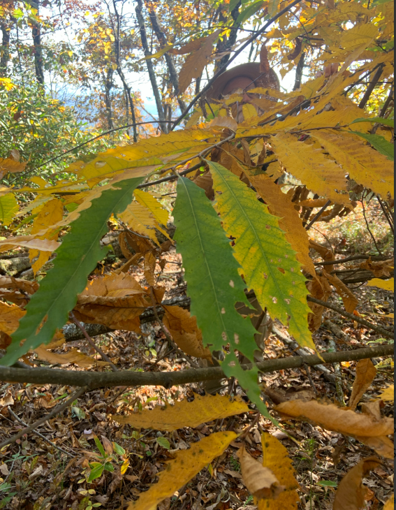 Screenshot 2026-01-28 131445.png