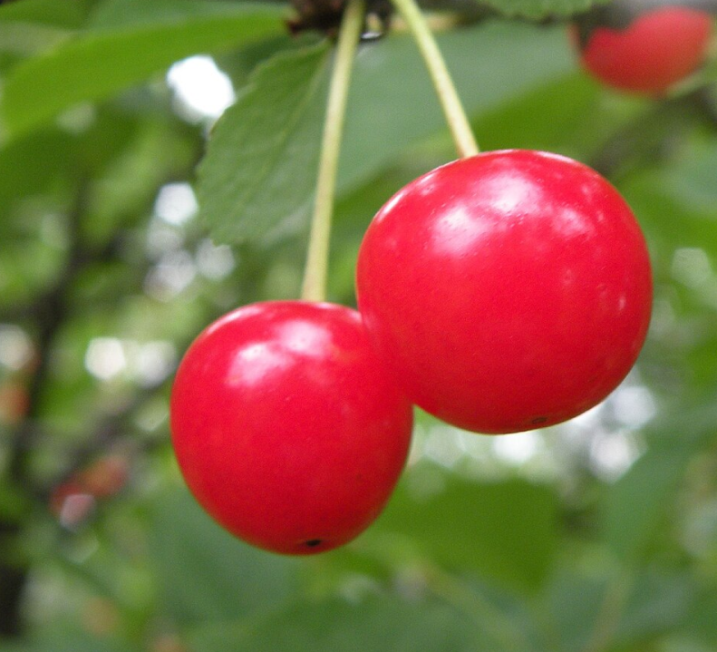 Montmorency Cherry