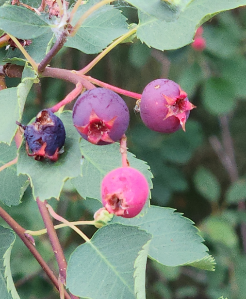 Saskatoon Serviceberry