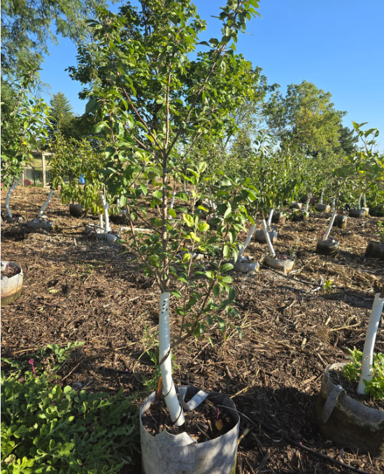 Screenshot 2025-12-28 203805.png