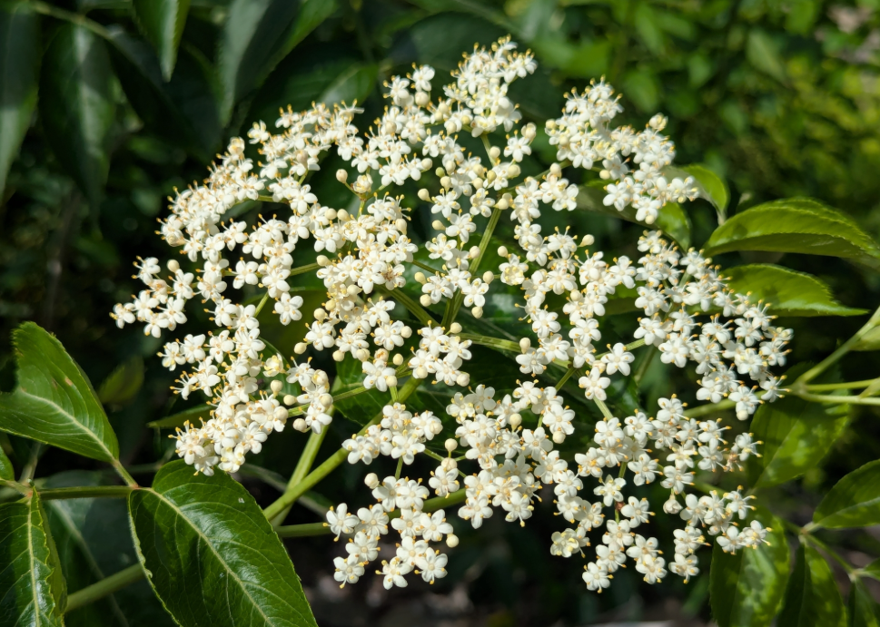 Black Elderberry