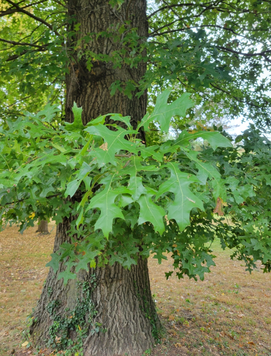 Screenshot 2025-12-19 155943.png