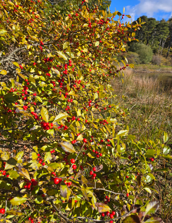 Screenshot 2025-12-31 114906.png