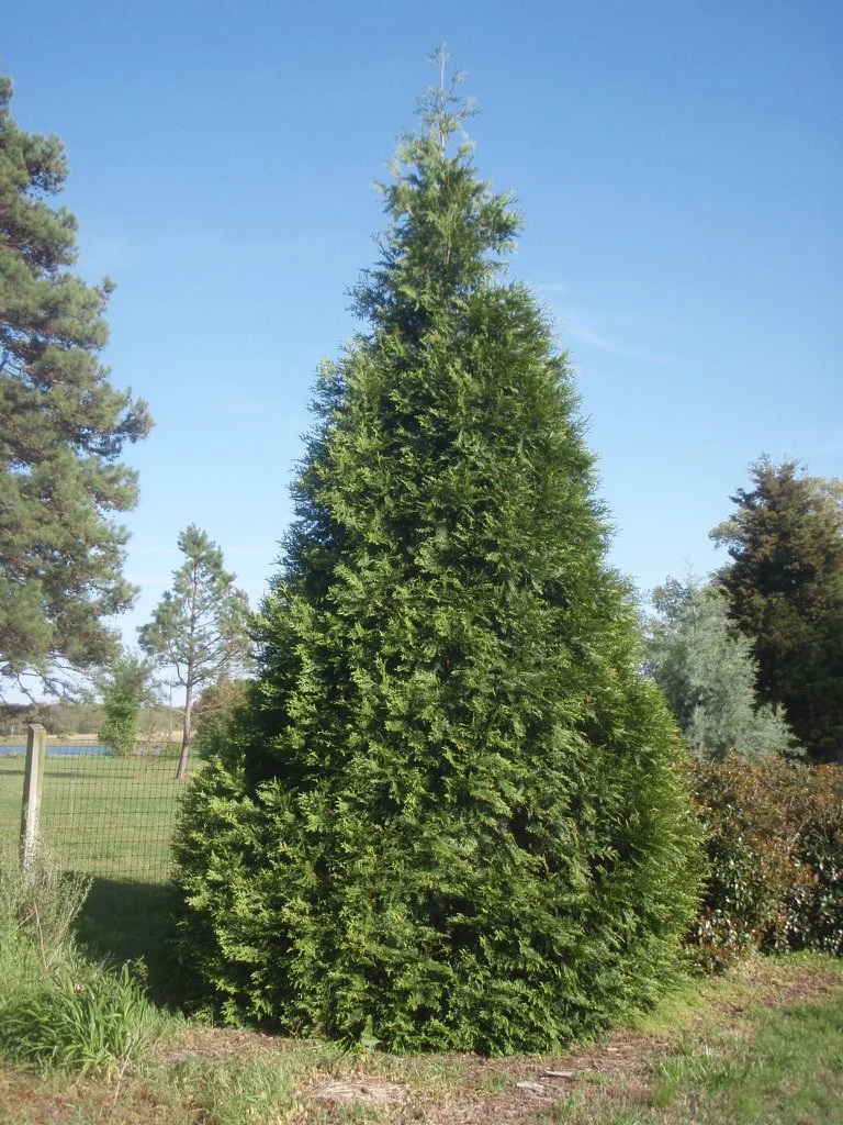 Green Giant Arborvitae