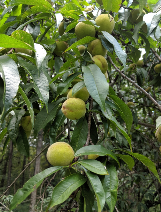 Screenshot 2025-12-28 205625.png