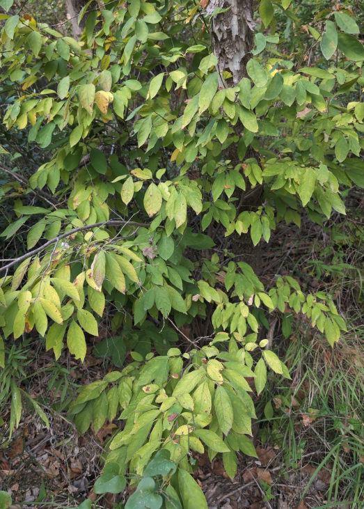 Screenshot 2025-12-31 114355.png