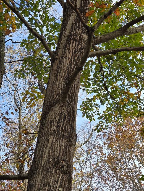 Screenshot 2025-12-19 154037.png