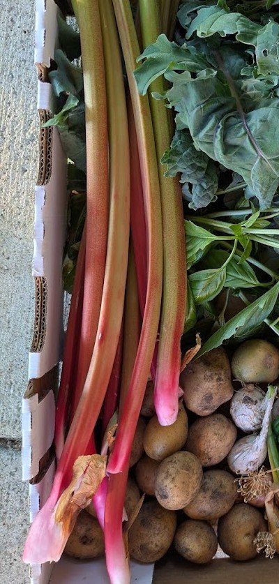 Rhubarb1.jpg