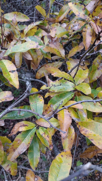 Screenshot 2025-12-19 163557.png