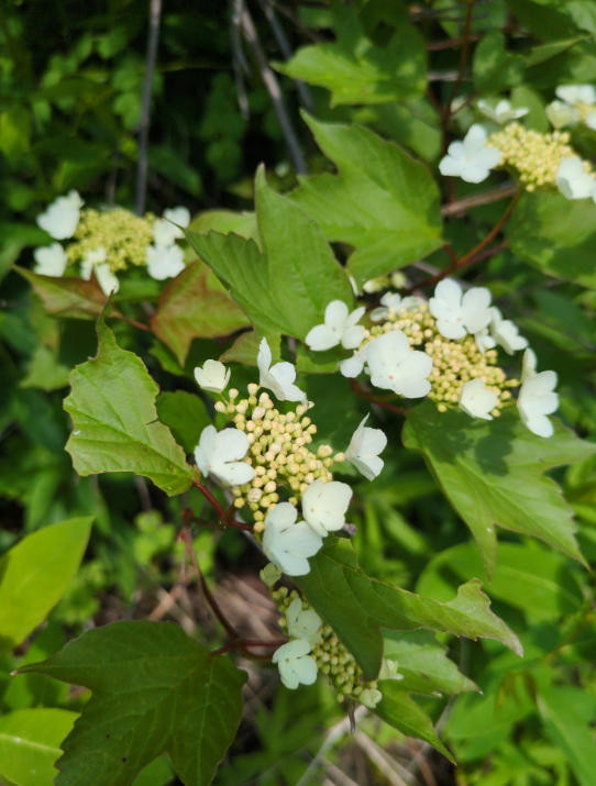 Highbush Cranberry