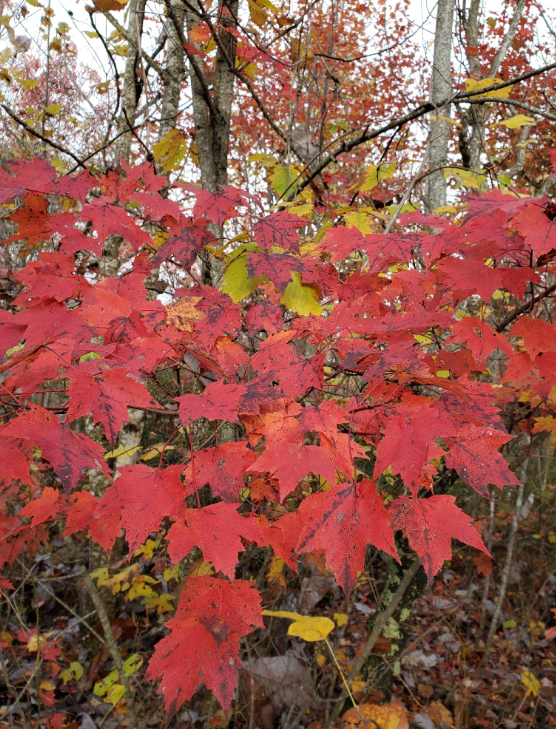 Screenshot 2025-12-19 162728.png