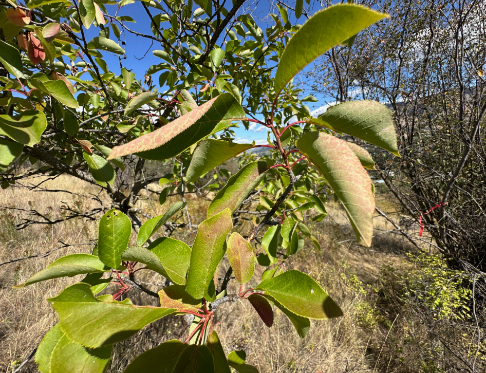 Screenshot 2025-12-19 145735.png