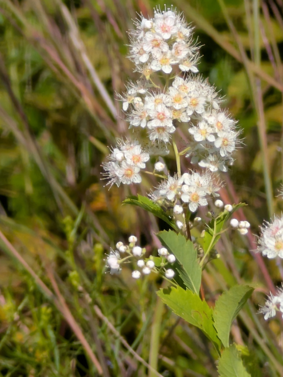 Meadowsweet Spirea